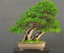 Image for Kaizen Bonsai with ID of: 2484828