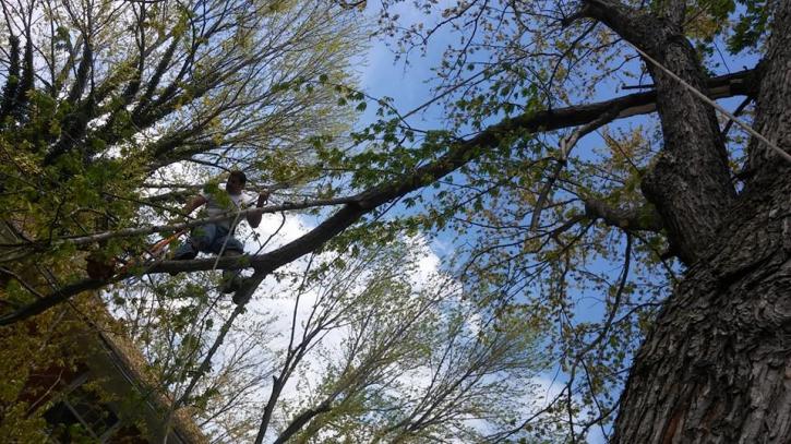 Image for Affordable Tree Service with ID of: 2487166
