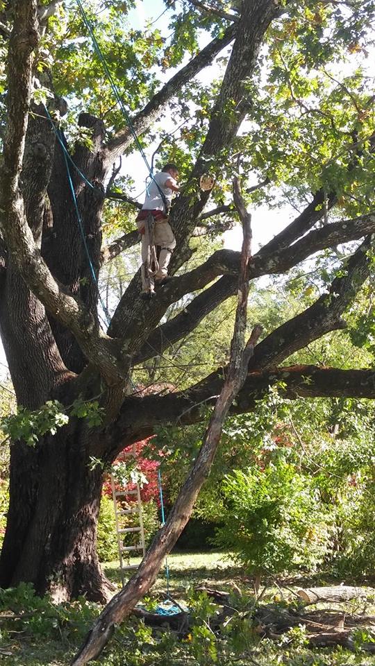 Image for Affordable Tree Service with ID of: 2487167