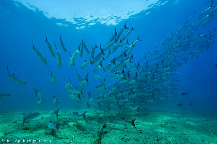 Image for Scuba Diving Bali with ID of: 2488762