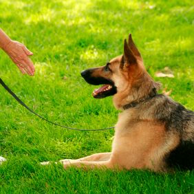 Image for K9 Boot Camp with ID of: 2489629