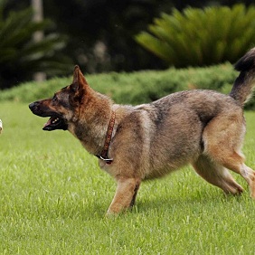 Image for K9 Boot Camp with ID of: 2489672