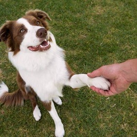 Image for K9 Boot Camp with ID of: 2489688