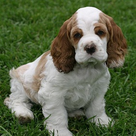 Image for K9 Boot Camp with ID of: 2489689