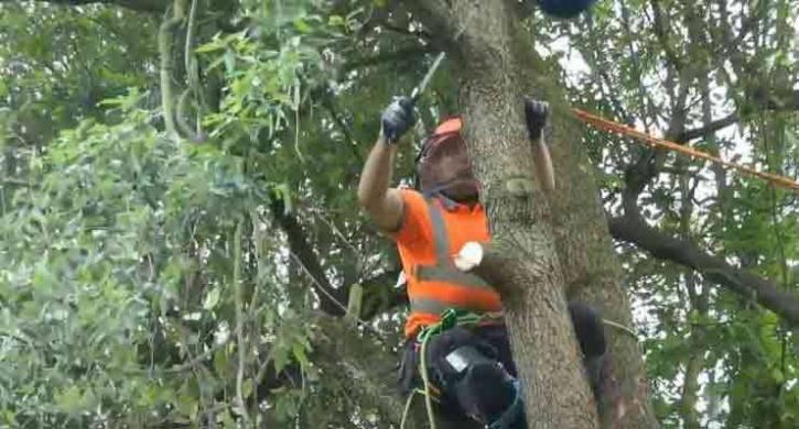 Image for Evanston Tree Service with ID of: 2491828