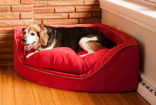 Image for Dog Bed Zone with ID of: 2493496