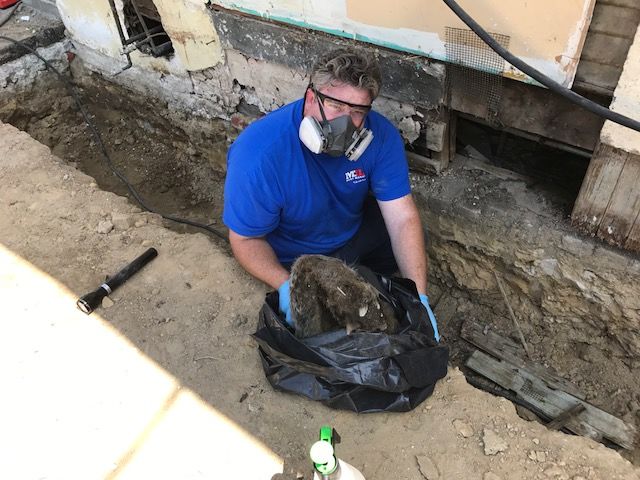 Image for Mills Pest Management with ID of: 2501182