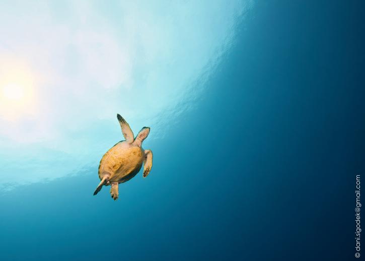 Image for Scuba Diving Training with ID of: 2502156