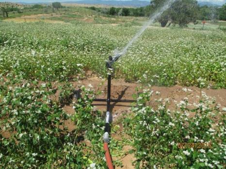 Image for Big Sprinkler with ID of: 2504839