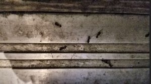 Image for Ampm Exterminators with ID of: 2505978