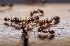 Image for Beeline Pest Control with ID of: 2509706