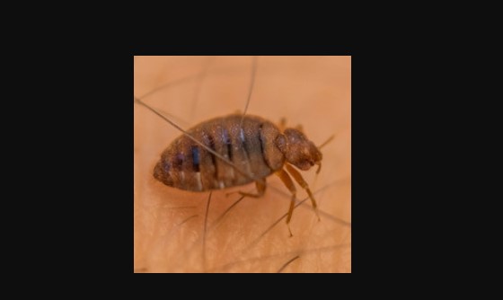 Image for Mitchell Pest Services with ID of: 2510985