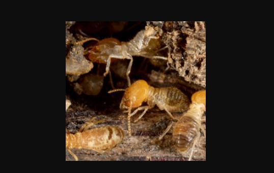 Image for Mitchell Pest Services with ID of: 2510986
