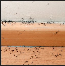 Image for Mitchell Pest Services - Arlington VA with ID of: 2511139