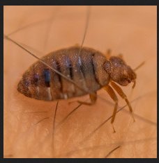 Image for Mitchell Pest Services - Arlington VA with ID of: 2511140