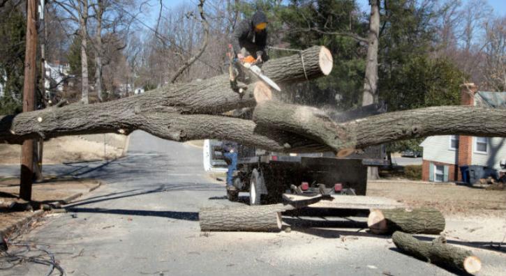 Image for JP Tree Care LLC with ID of: 2514263