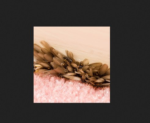 Image for Mitchell Pest Services with ID of: 2514439