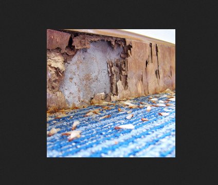 Image for Mitchell Pest Services with ID of: 2514440