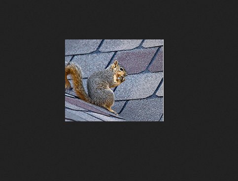 Image for Mitchell Pest Services with ID of: 2514442