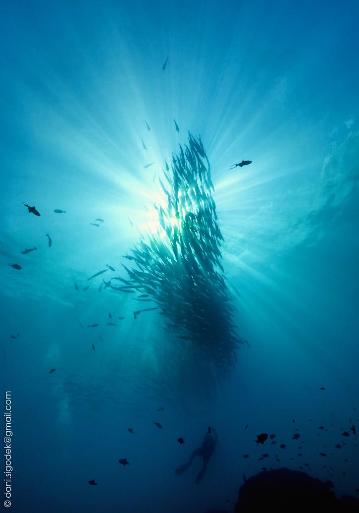 Image for Scuba Diving Bali with ID of: 2515623