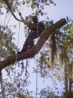 Image for UCoconut Cowboy Tree Service LLC with ID of: 2515938