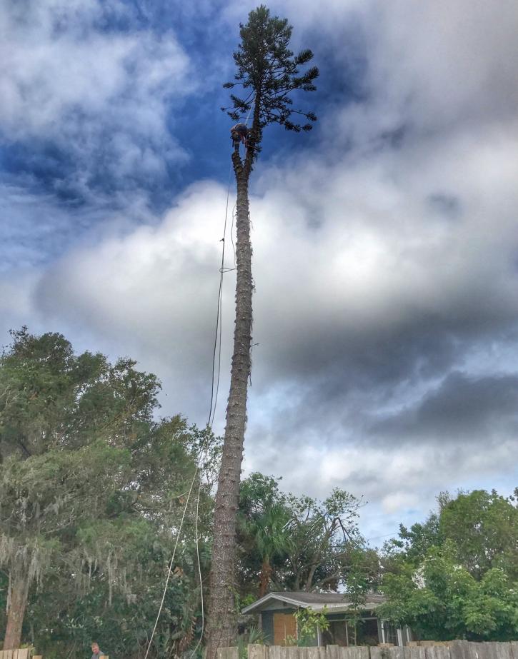 Image for UCoconut Cowboy Tree Service LLC with ID of: 2515952