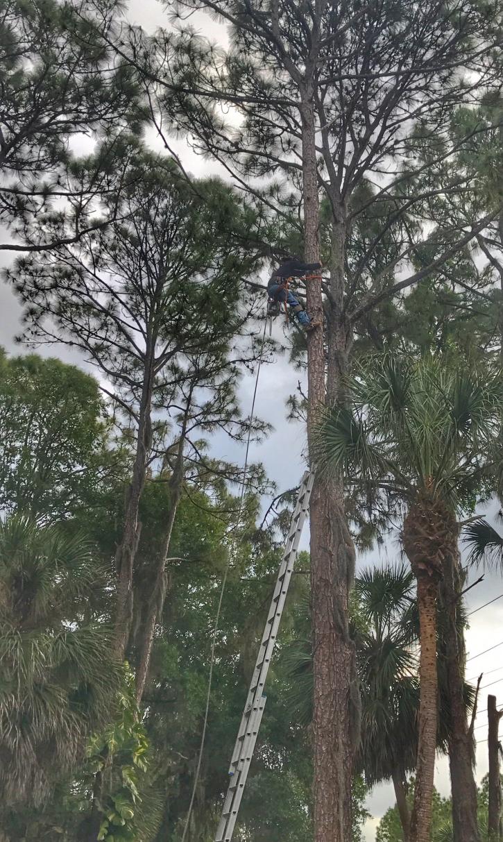 Image for UCoconut Cowboy Tree Service LLC with ID of: 2515960