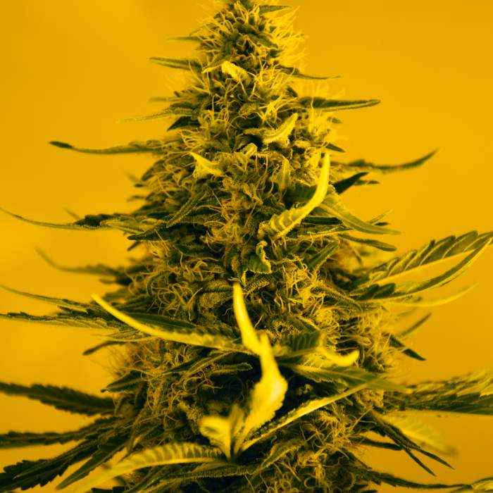 Image for Super Skunk Feminized with ID of: 2519137
