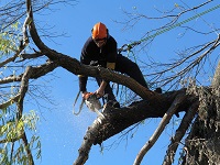 Image for Winston-Salem Tree Service with ID of: 2523901