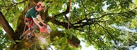Image for Winston-Salem Tree Service with ID of: 2523907