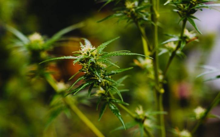 Image for Medverde Marijuana Doctor Miami with ID of: 2526730