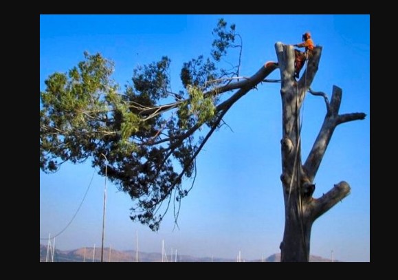 Image for Jacksonville Tree Service with ID of: 2527938