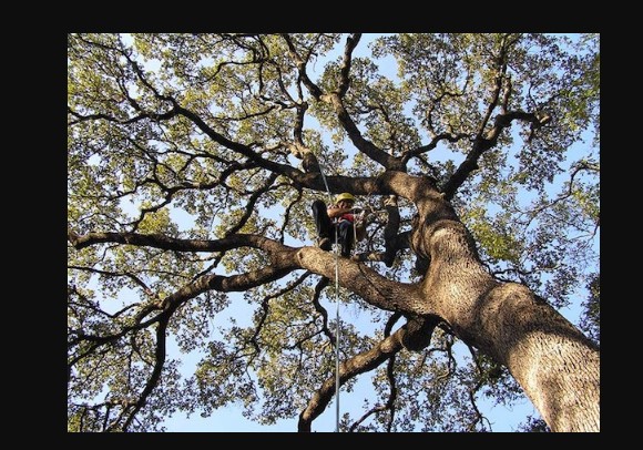 Image for Jacksonville Tree Service with ID of: 2527939