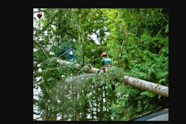 Image for Jacksonville Tree Service with ID of: 2527940