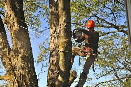 Image for BIRMINGHAM TREE SERVICE with ID of: 2528821