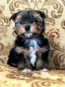 Image for World Wide Puppies with ID of: 2532442