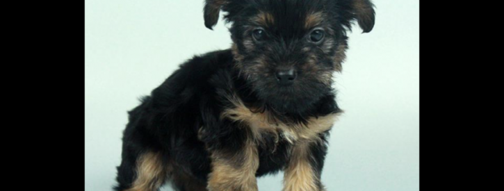 Image for World Wide Puppies with ID of: 2532443