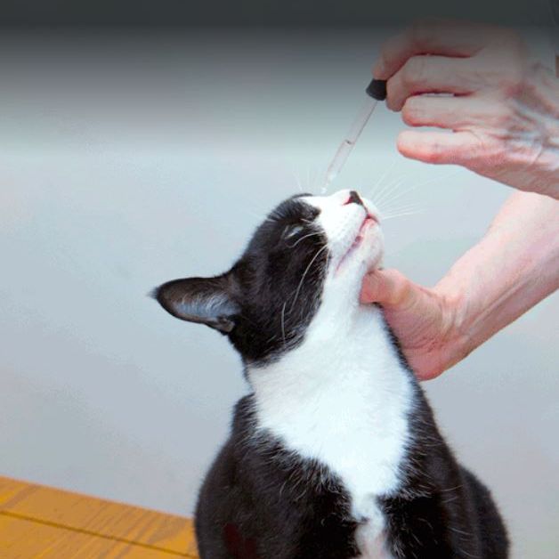 Image for Pets First Diane's Priority Pet Care with ID of: 2534243