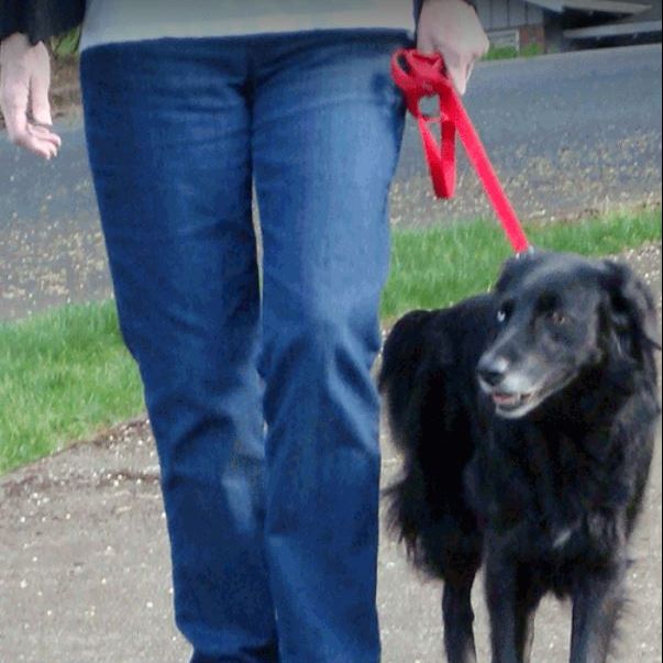 Image for Pets First Diane's Priority Pet Care with ID of: 2534260