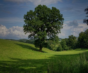 Image for Haverhill Tree Pros with ID of: 2538568