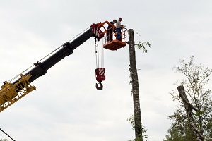 Image for Haverhill Tree Pros with ID of: 2538569