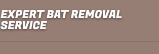 Image for Expert bat removal service with ID of: 2538673