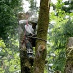 Image for Ocala Tree Service with ID of: 2540089