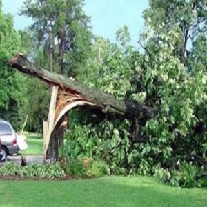Image for Ocala Tree Service with ID of: 2540099