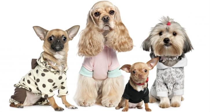 Image for Angela Dog Grooming with ID of: 2540355