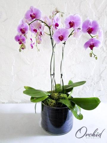 Image for Orchid Republic with ID of: 2541561