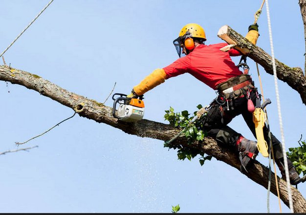 Image for Cedar Rapids Tree Service with ID of: 2541789