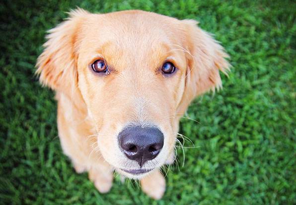 Image for Pet Stop North Georgia with ID of: 2543429