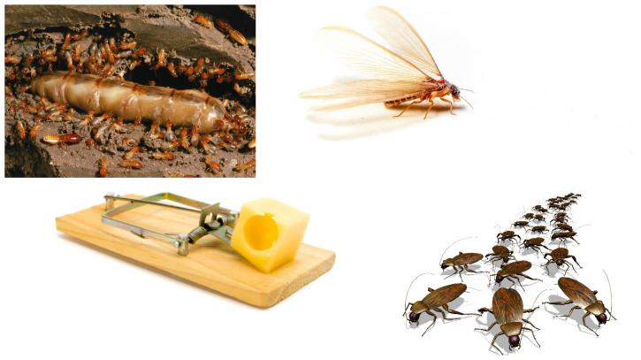 Image for A A Frugal Pest Control with ID of: 2543920