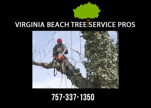 Image for Virginia Beach Tree Service Pros with ID of: 2544130